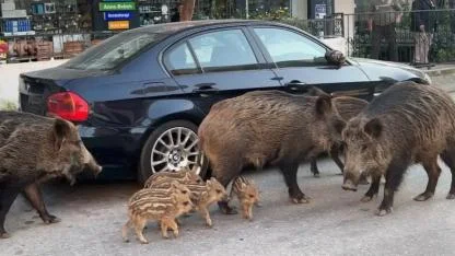 İzmir'de yaban domuzları gündüz vakti sokaklarda yiyecek aradı