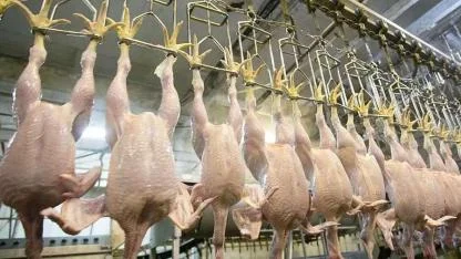 Tavuk eti üretiminde yıllık bazda yüzde 2,4 artış yaşandı