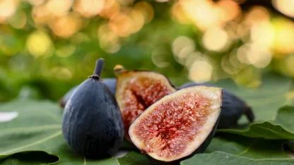 Türkiye'nin incirdeki yeni yıldızı "siyah orak" belgesele konu oldu