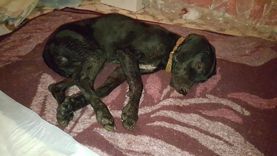 Resmen vahşet! Zavallı Köpeğe İşkence Etti