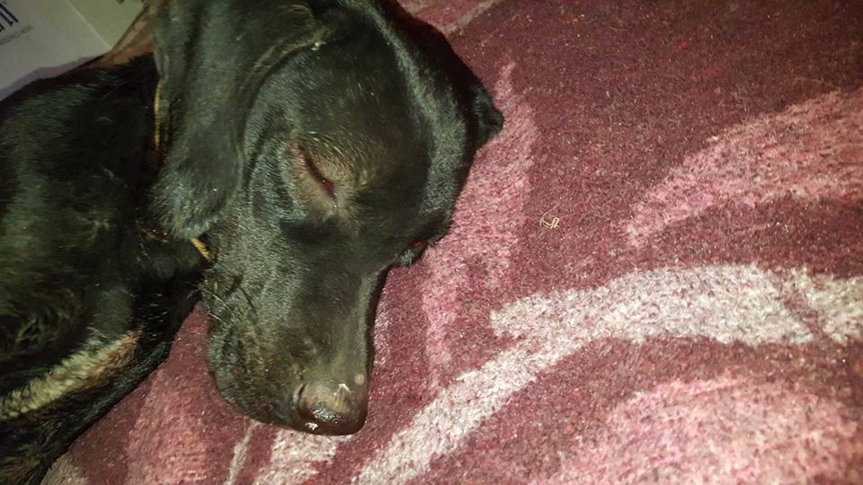 Resmen vahşet! Zavallı Köpeğe İşkence Etti