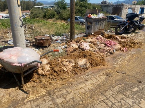 Menderes'in köylerinden kurban görüntüleri!