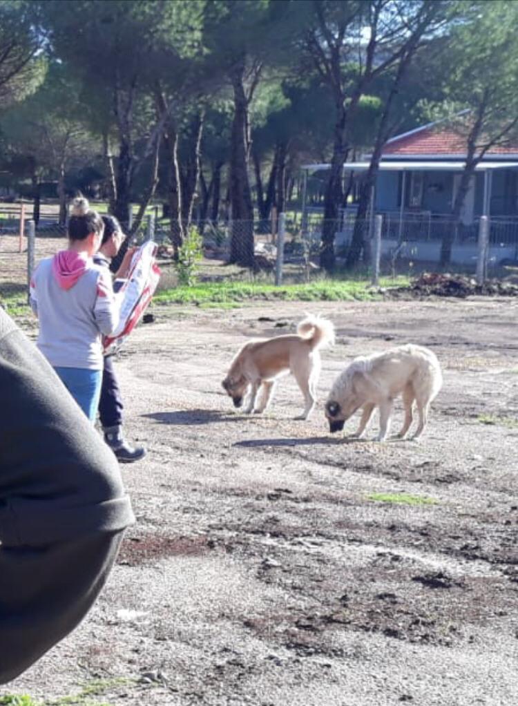 Genç Parti 6 köpek kulübesi ve mama dağıtımı yaptı:  “İnsanlar kendilerini doyuramıyorlar ki hayvanları doyurabilsinler!”