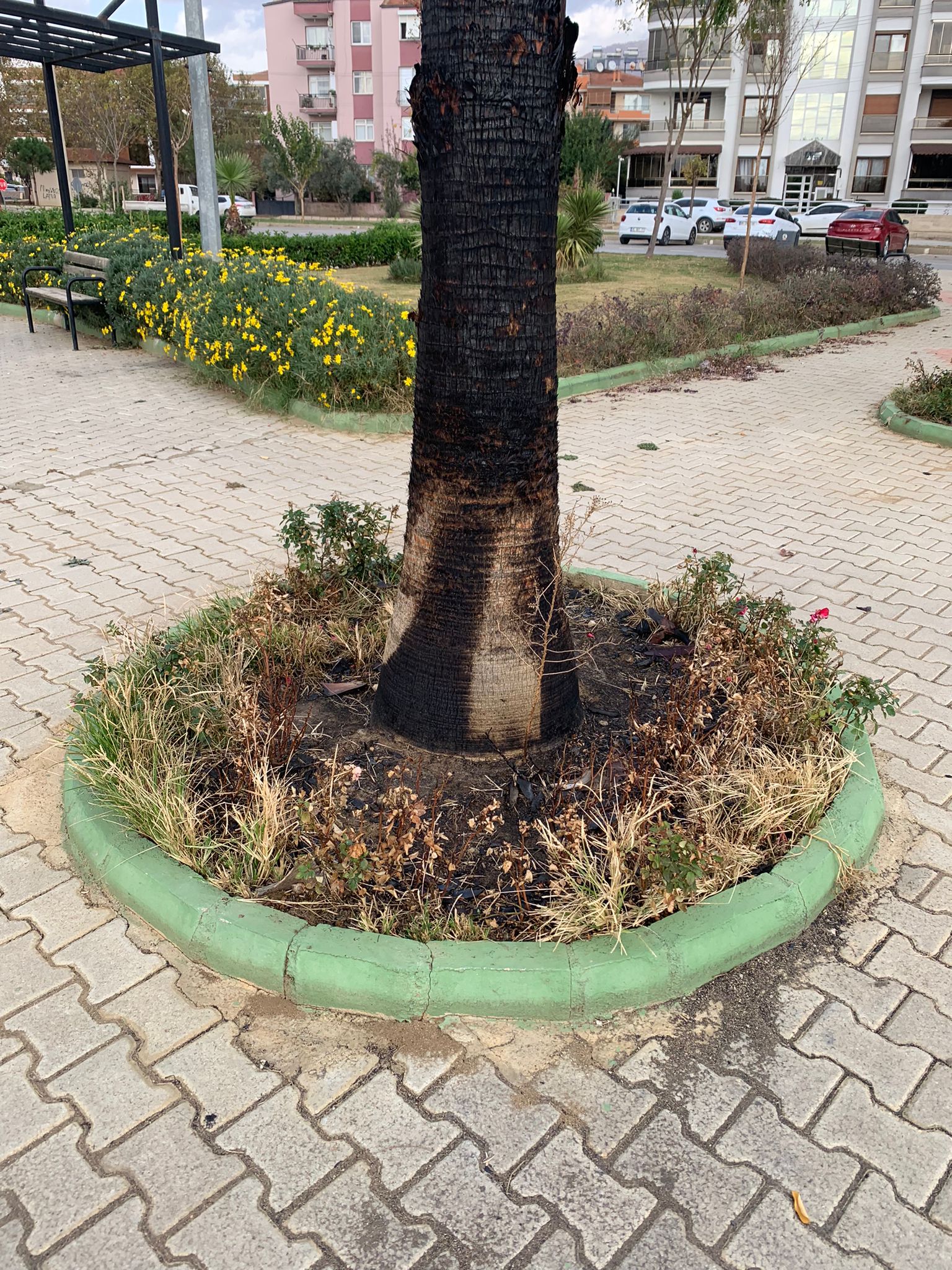 Şehir magandaları parktaki palmiye ağacını yaktı!