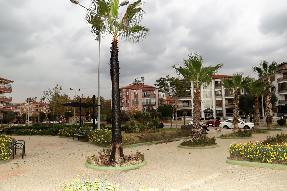 Şehir magandaları parktaki palmiye ağacını yaktı!