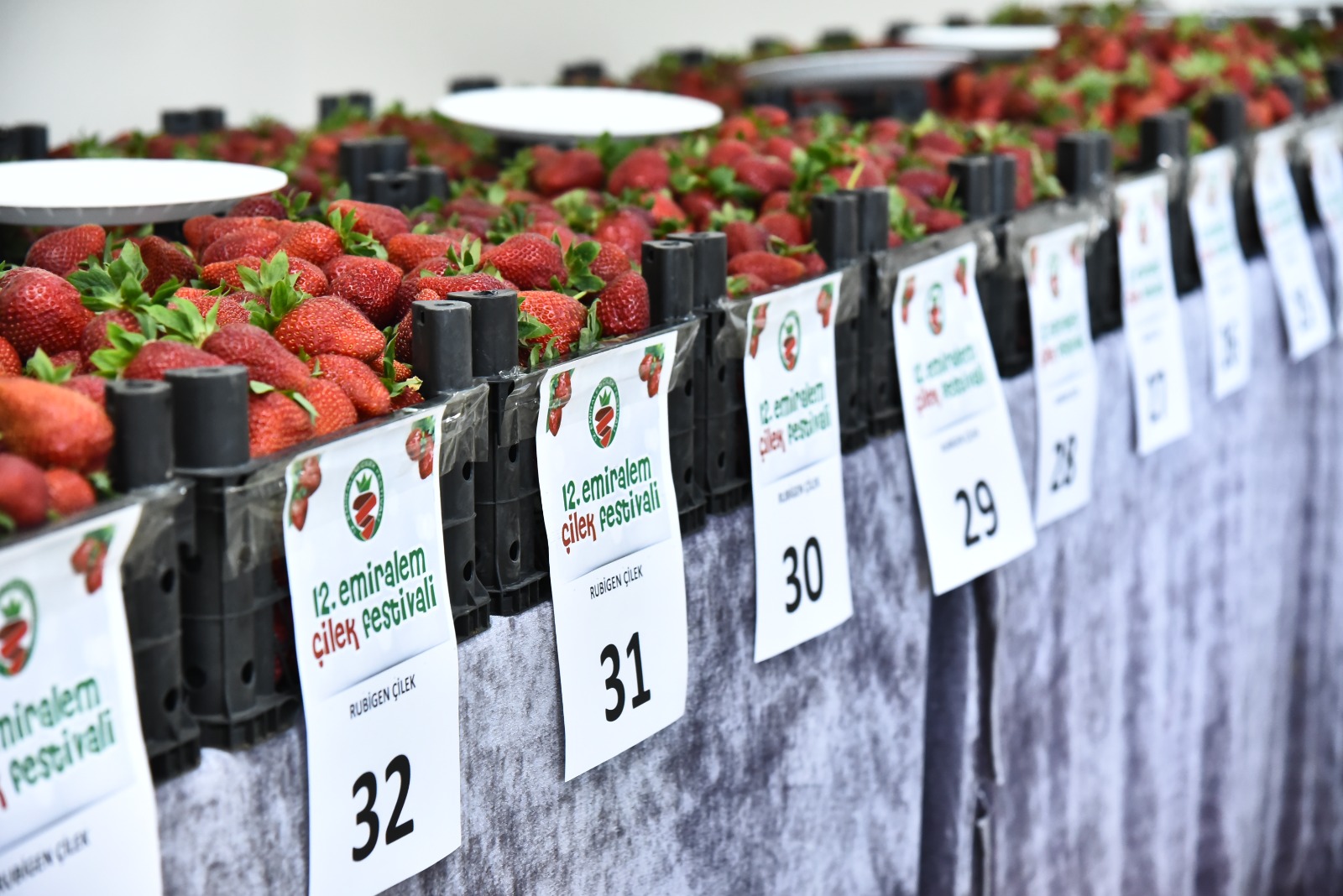 Menemen’de çilek kokulu günler başlıyor
