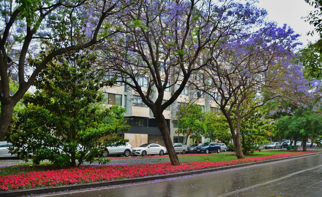 İzmir çiçek açtı