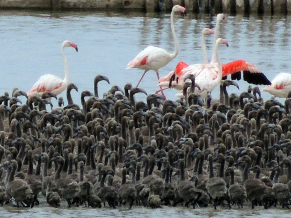 Gazeteci Erçetingöz'ün gözünden: 640 karede 'Flamingo Adası' 9