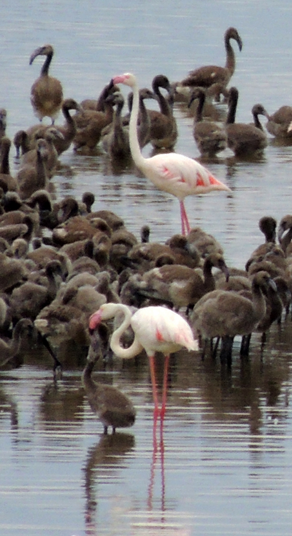 Gazeteci Erçetingöz'ün gözünden: 640 karede 'Flamingo Adası' 12