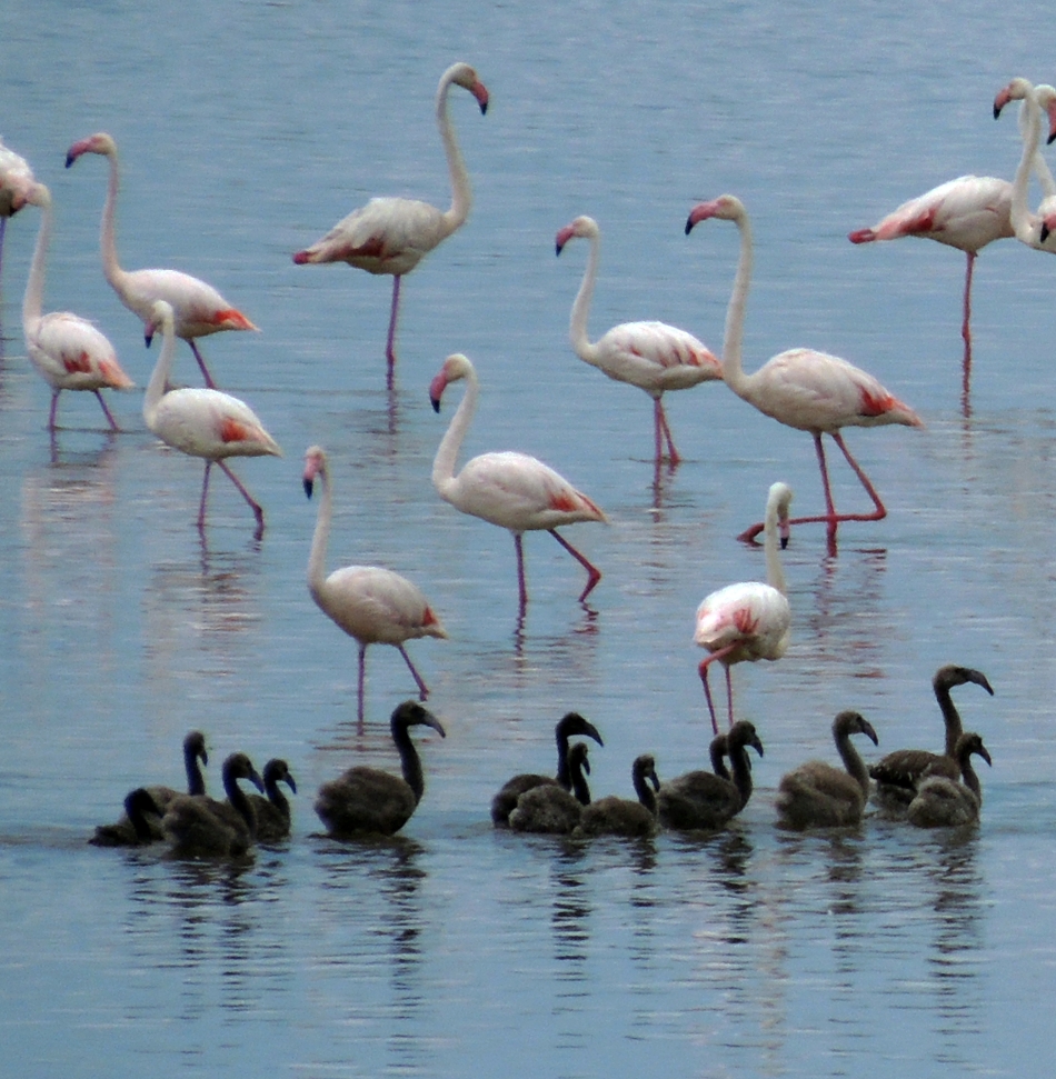 Gazeteci Erçetingöz'ün gözünden: 640 karede 'Flamingo Adası' 6