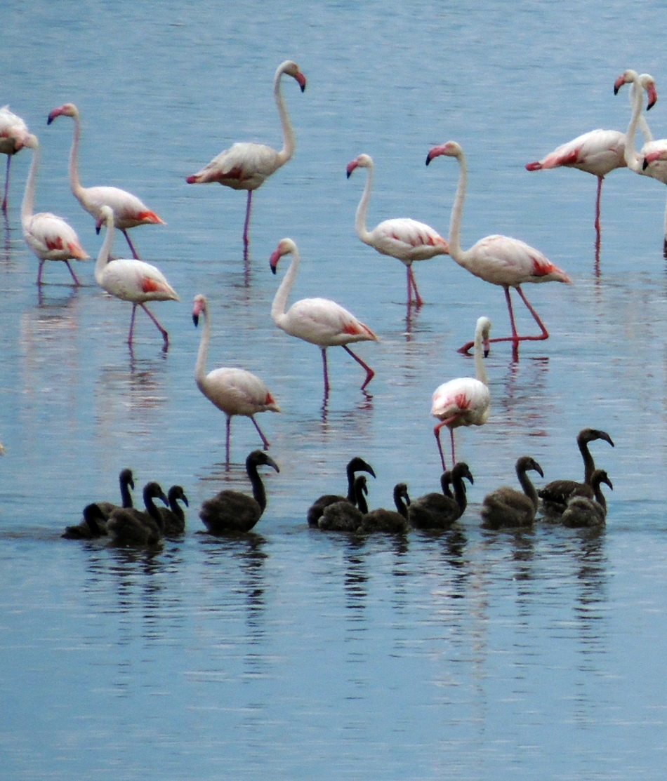 Gazeteci Erçetingöz'ün gözünden: 640 karede 'Flamingo Adası' 13
