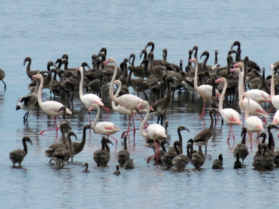 Gazeteci Erçetingöz'ün gözünden: 640 karede 'Flamingo Adası' 1