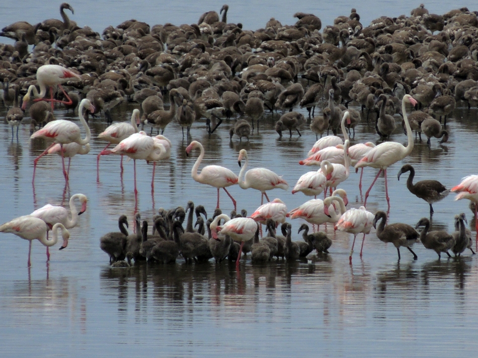 Gazeteci Erçetingöz'ün gözünden: 640 karede 'Flamingo Adası' 8